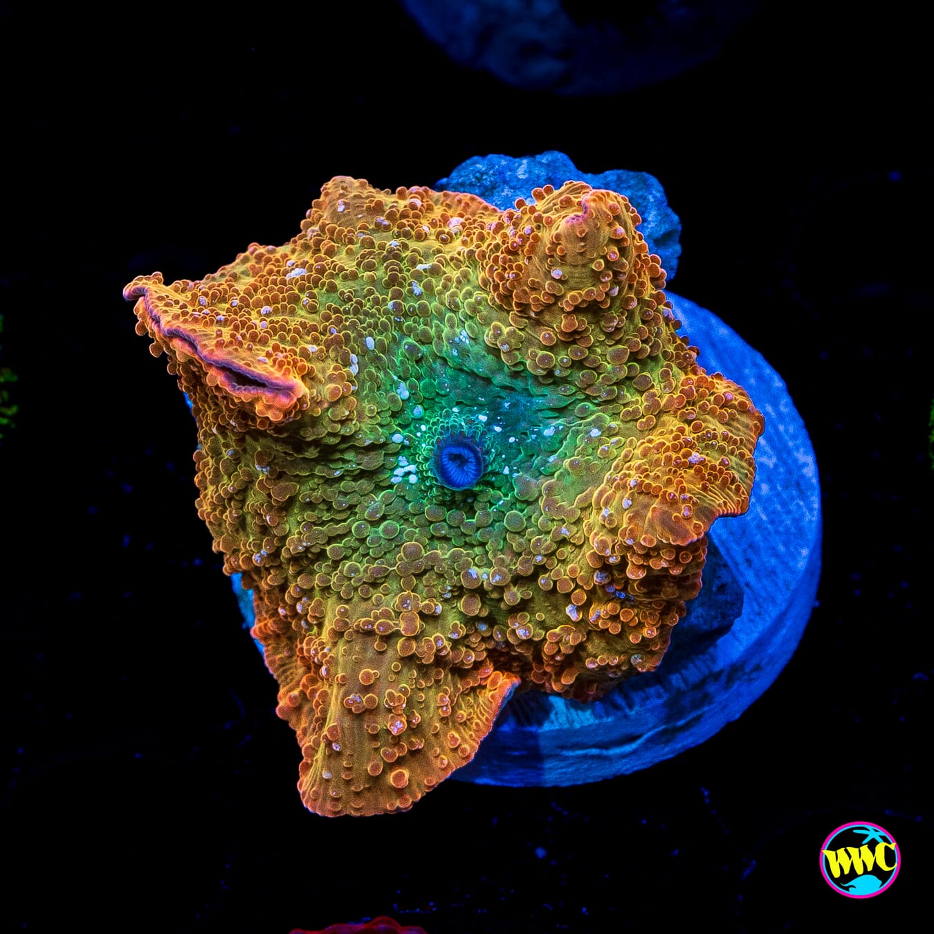 Dolphins Disco Mushroom