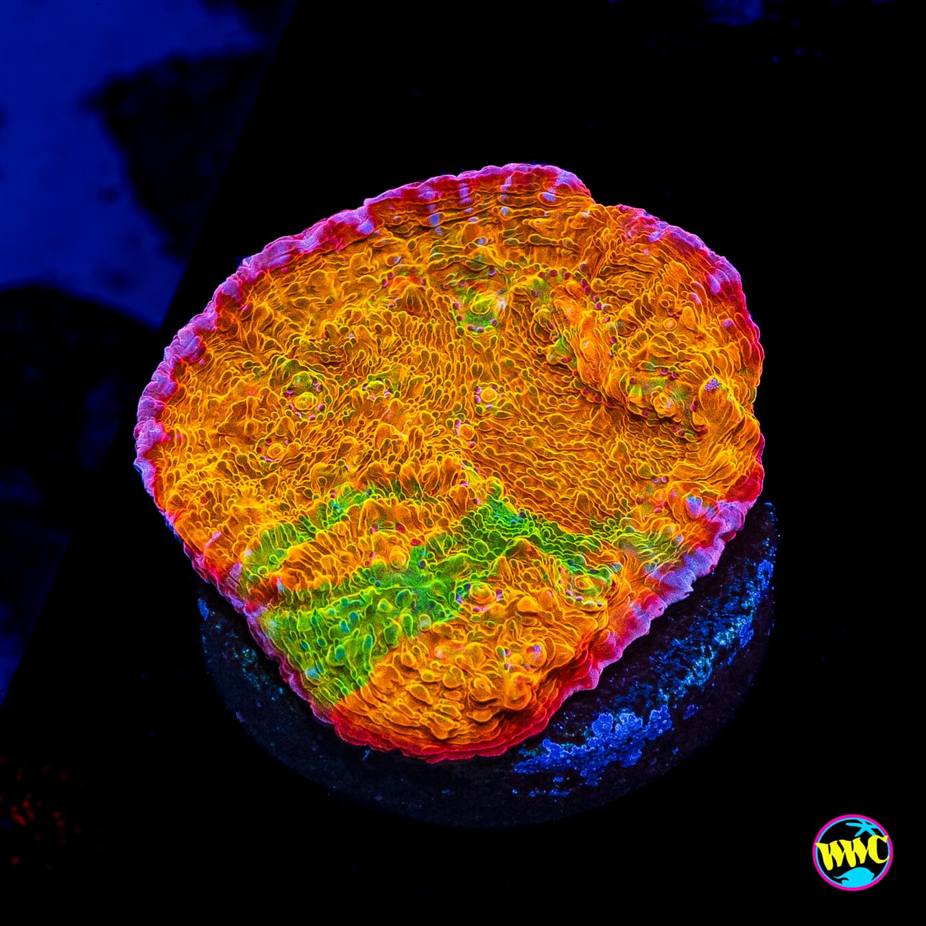 POTO Rainbow Peacock Chalice