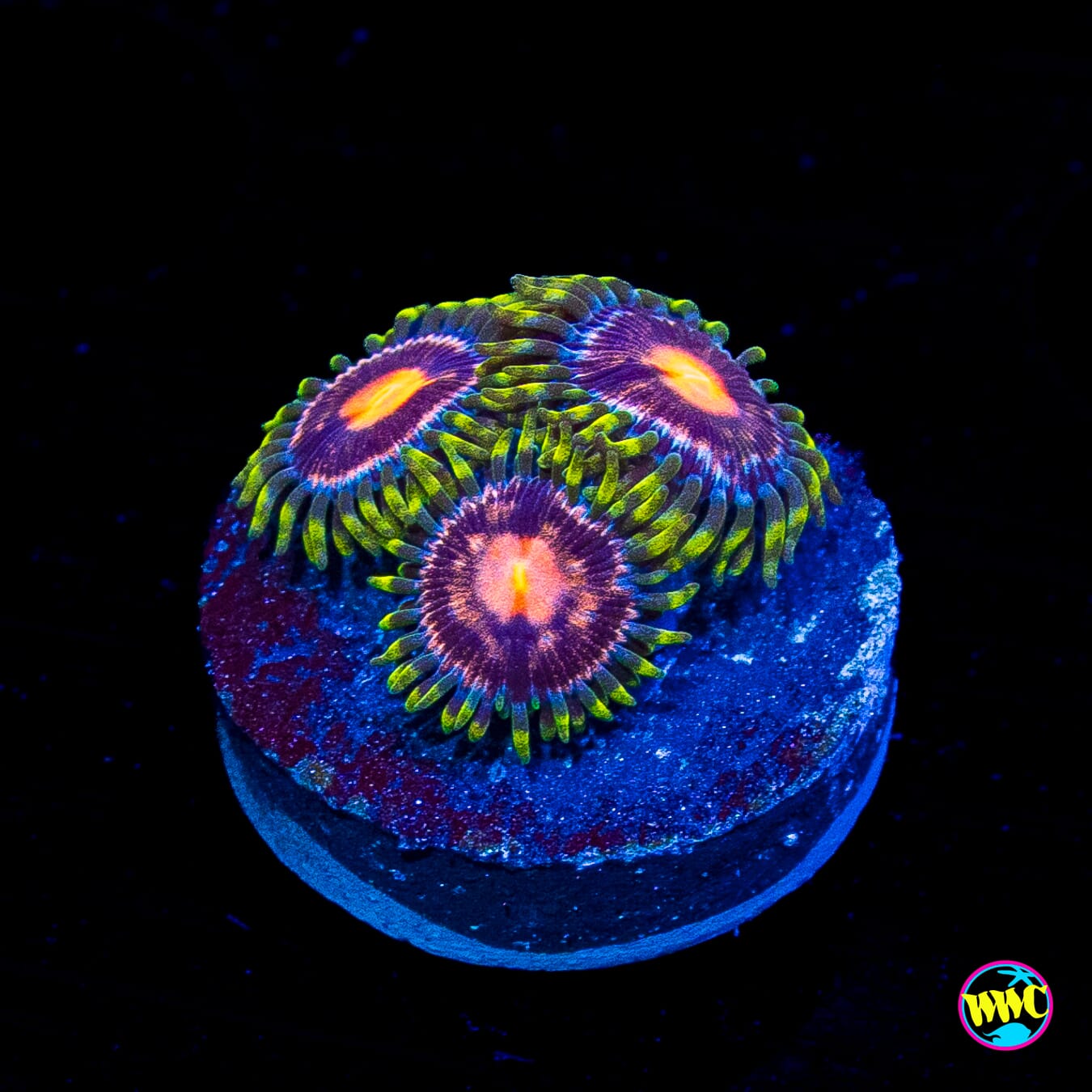 Purple Pinwheel Zoanthids