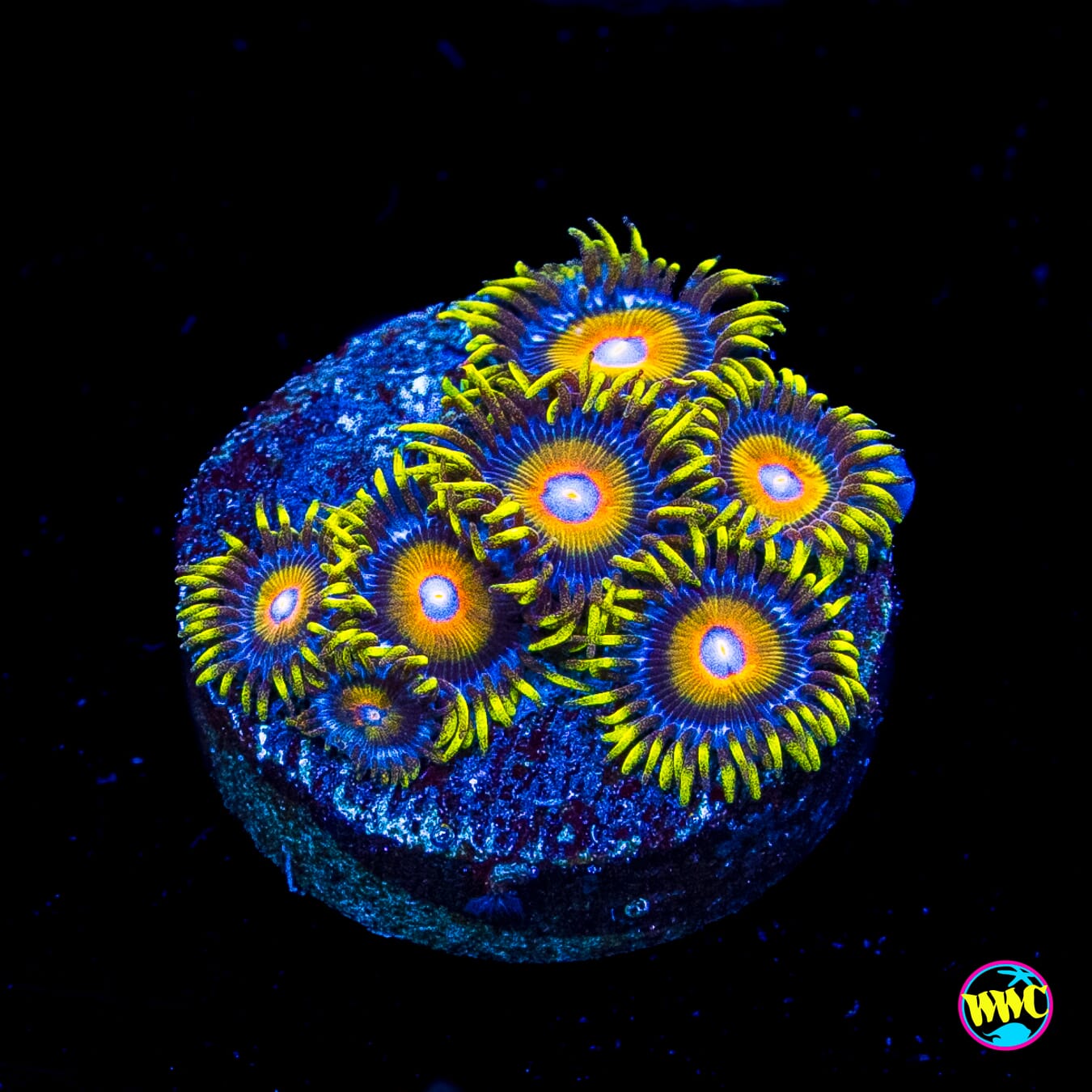 Super Saiyan Zoanthids
