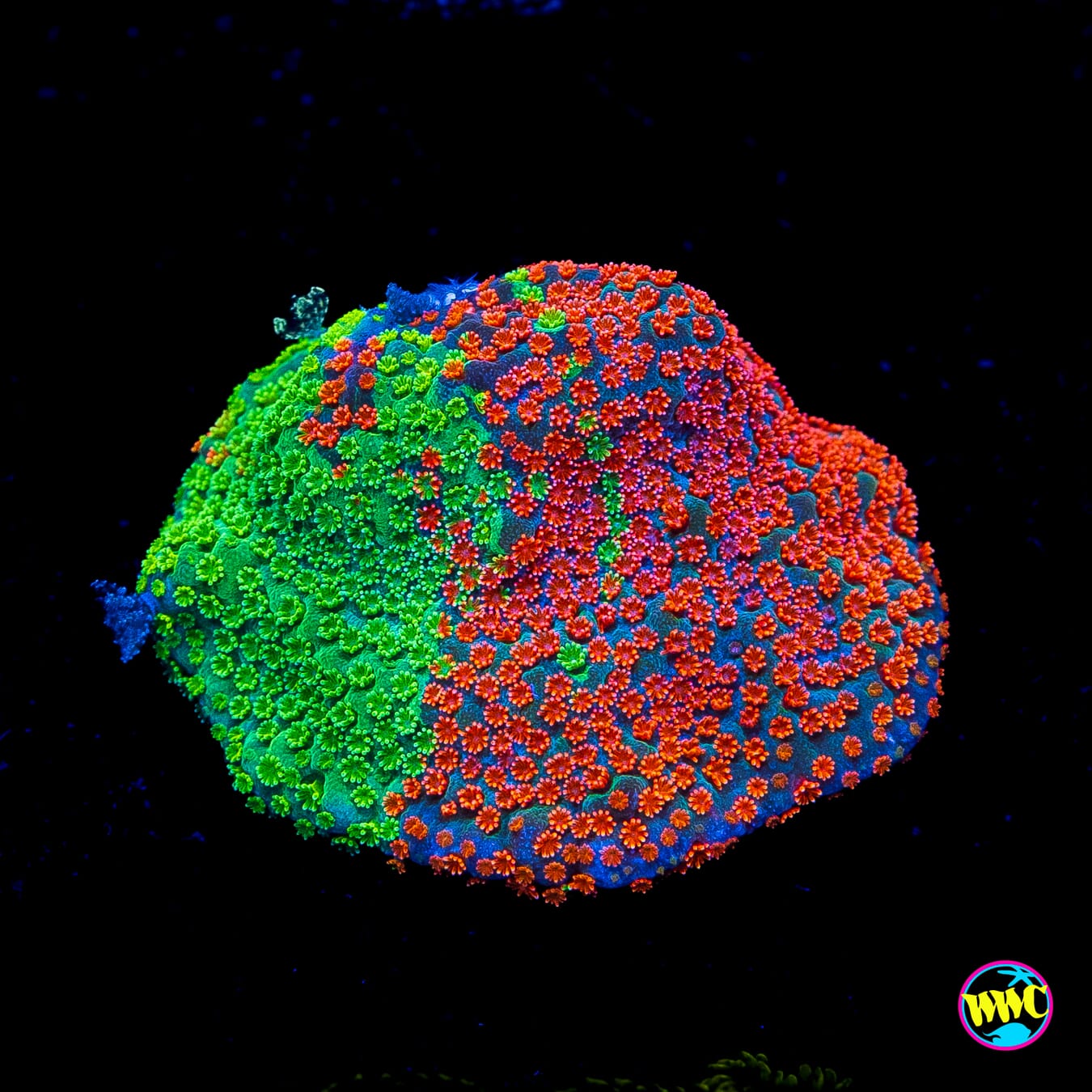 Jason Fox Dizzy Spell Montipora