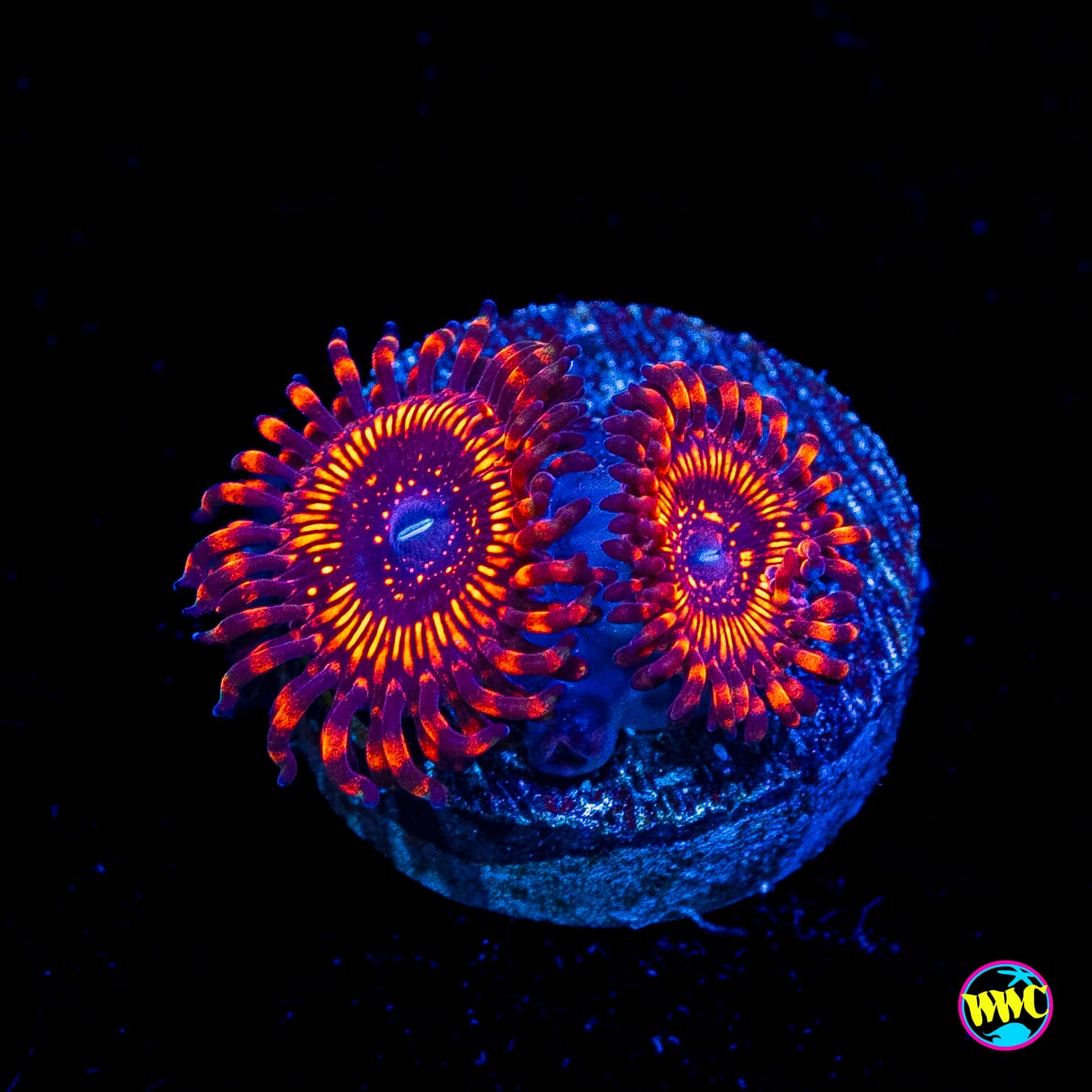 WWC Balrog Zoanthids