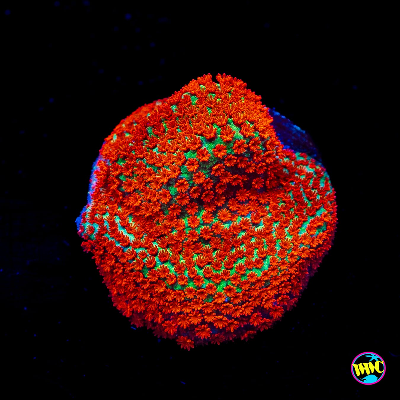 Reverse Sunset Montipora