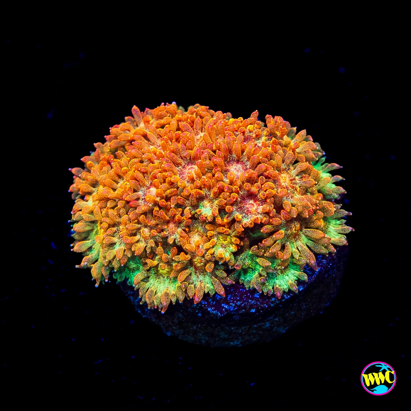 WWC Captain Crunch Micro Goniopora