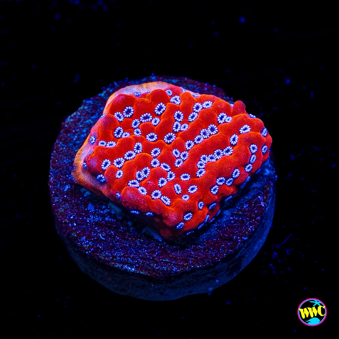 WWC Frost Mage Montipora
