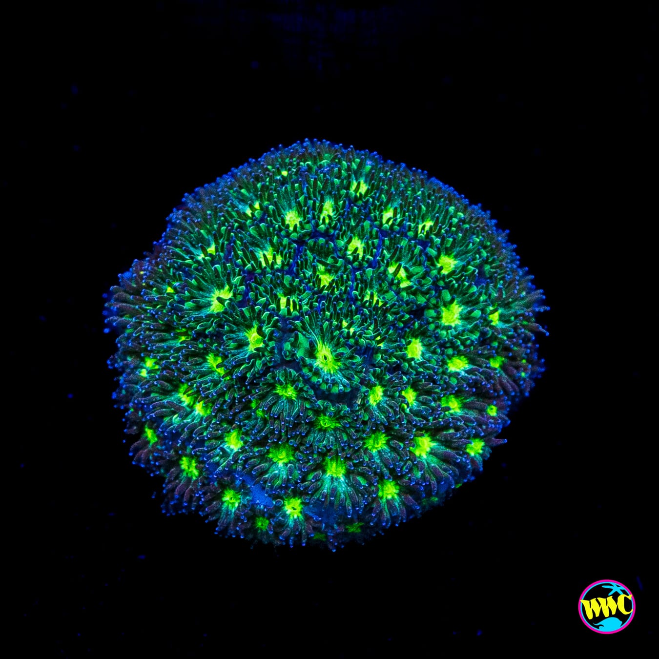 WWC Spooky Leptastrea