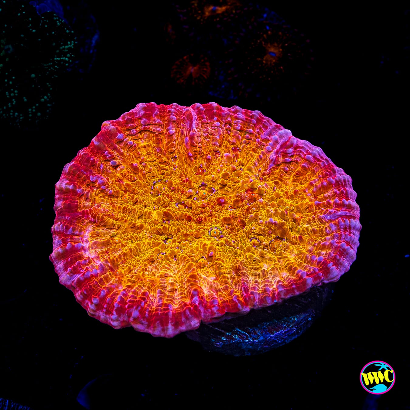 POTO Peacock Rainbow Chalice