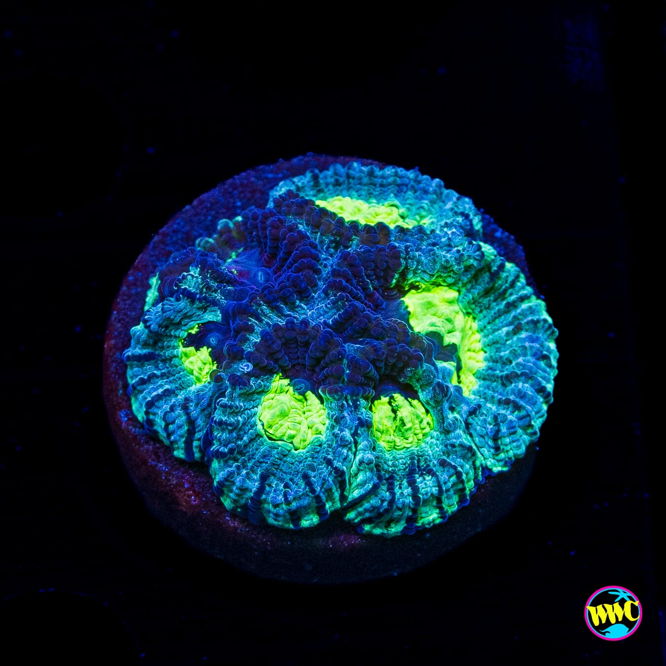 WWC Necromancer Favia
