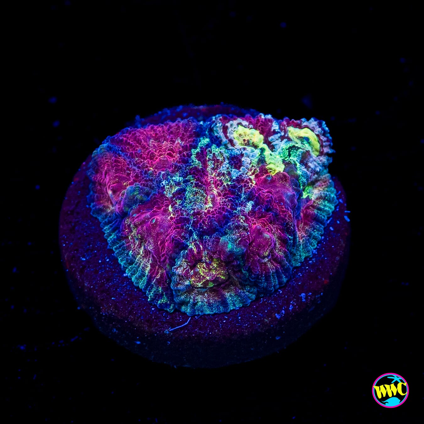 WWC Diversity Favia