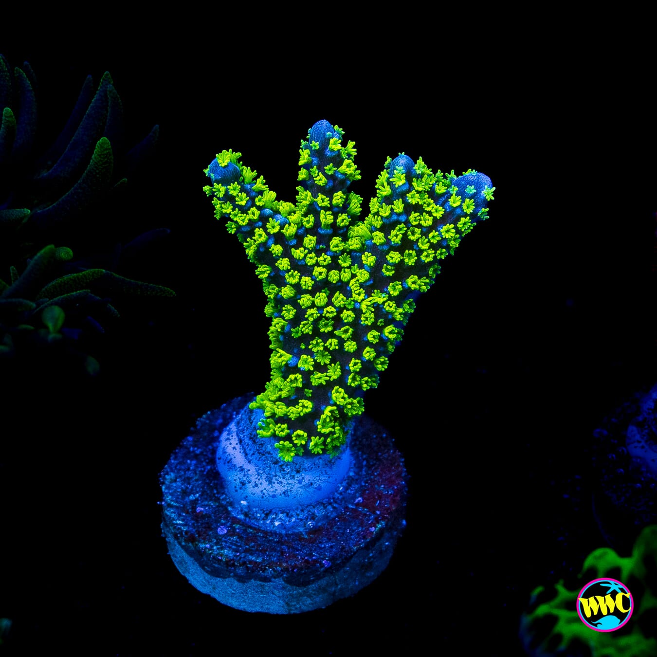 Jason Fox Purple Tide Montipora