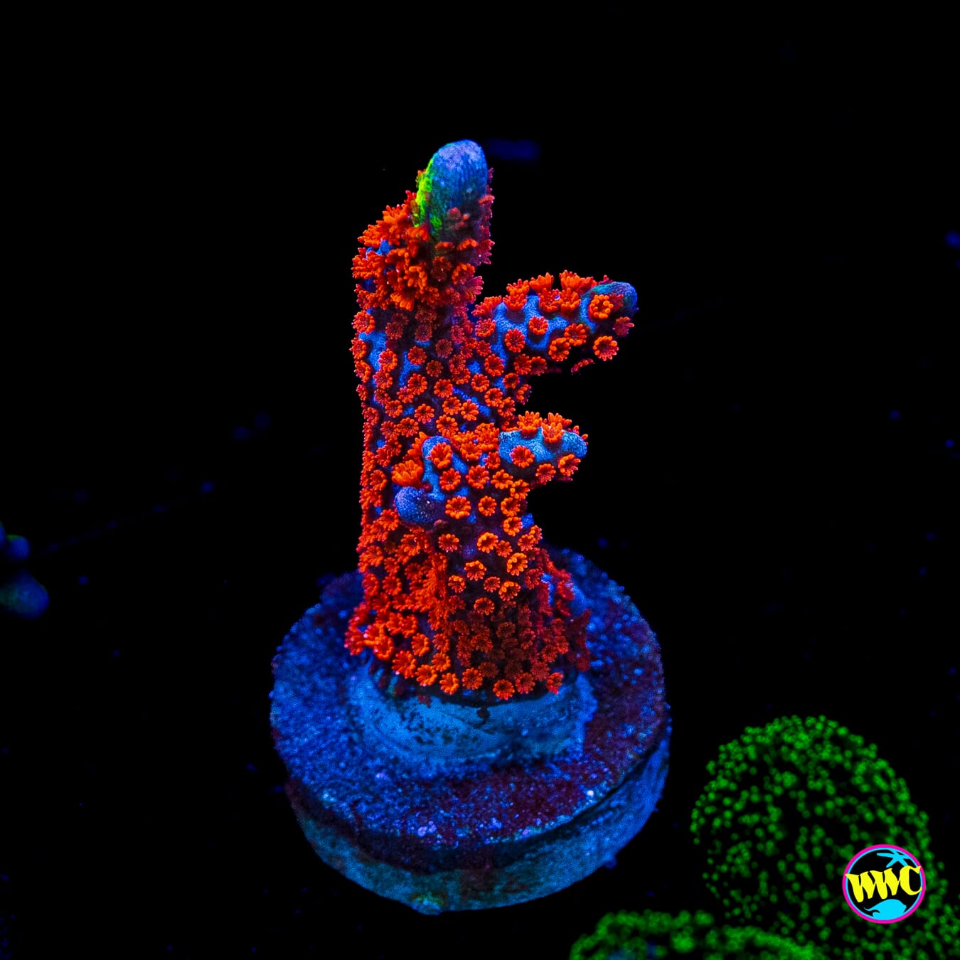 Bubblegum Digitata Montipora