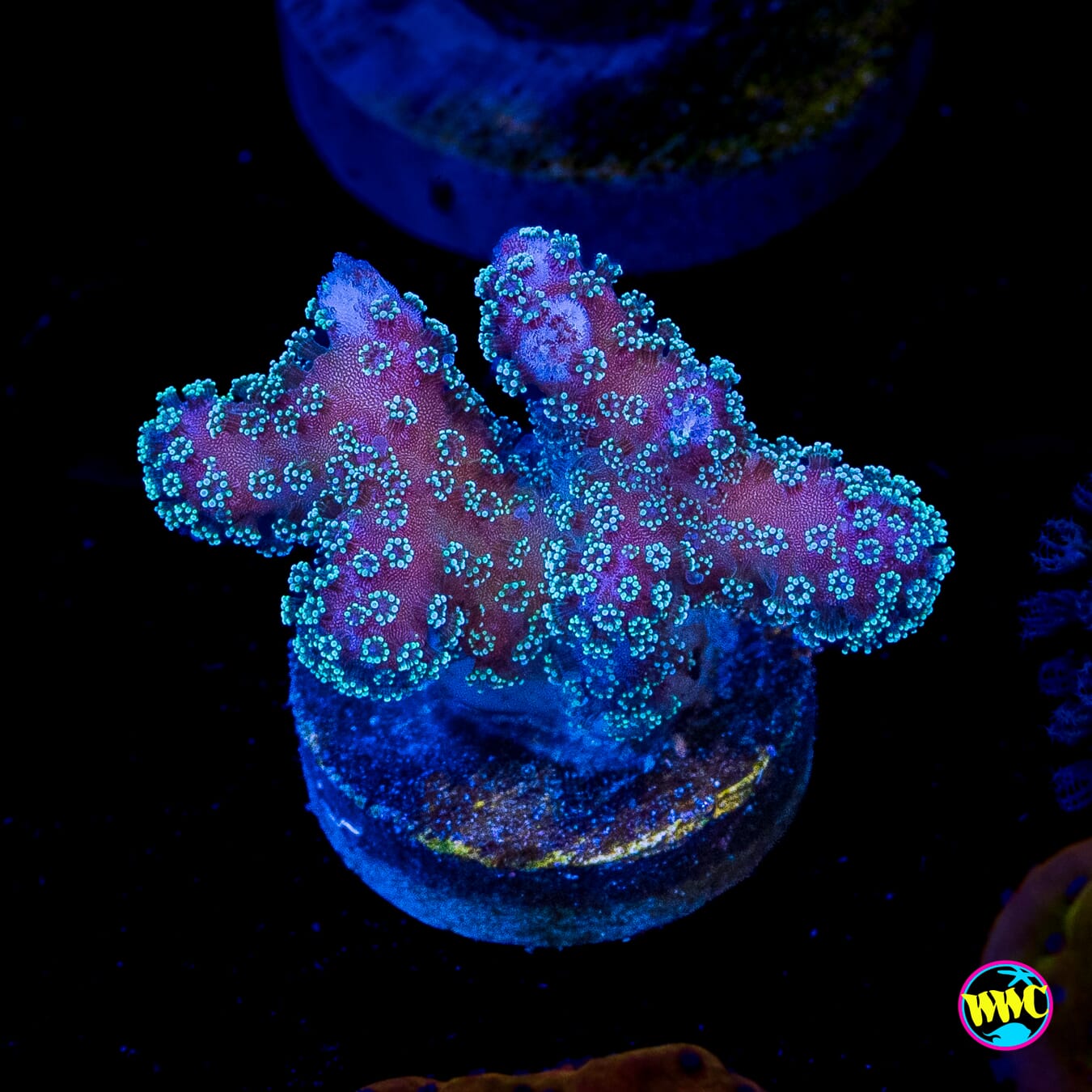 Tyree Rainbow Stylophora