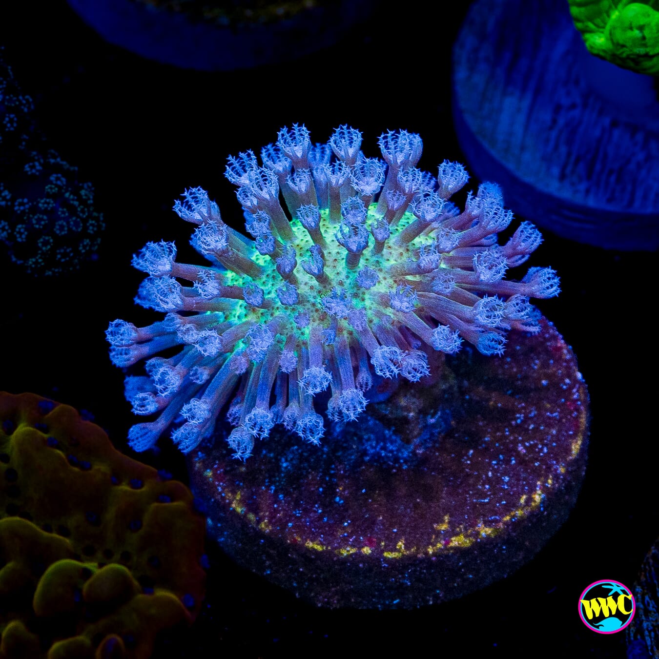 WWC Silver Polyp Toadstool Leather