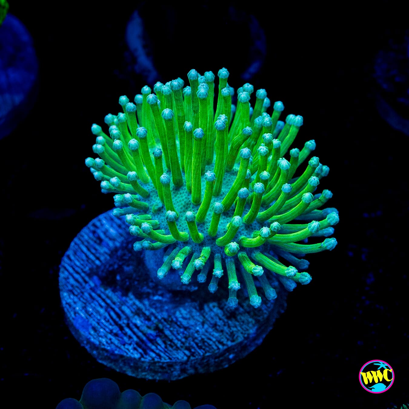 WWC Long Polyp Toadstool Leather
