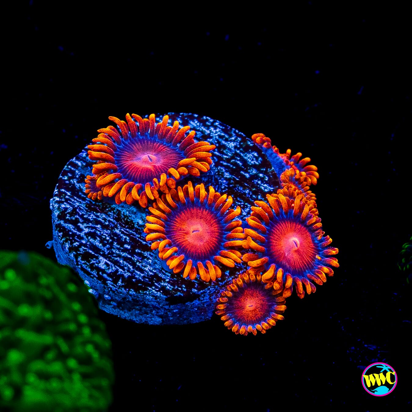 Bam Bamz Zoanthids