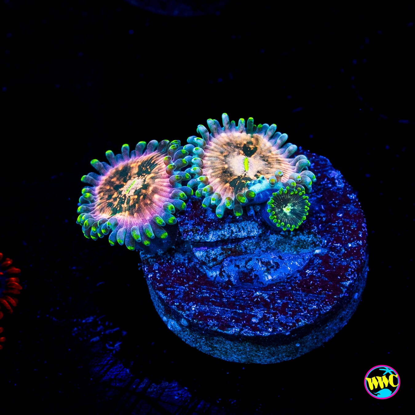 Hawaiian Ding Dang Zoanthids