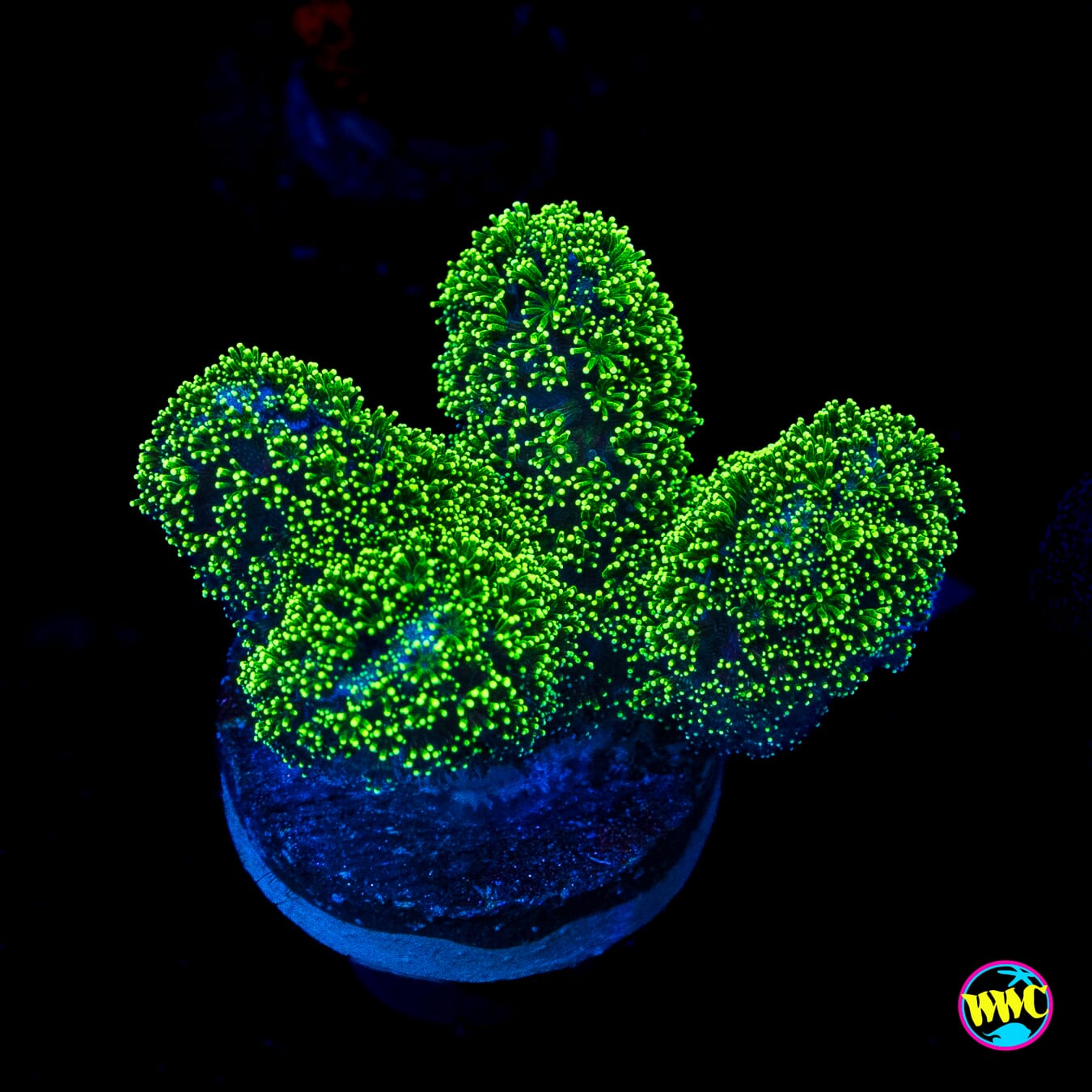 WWC Green Goblin Stylophora