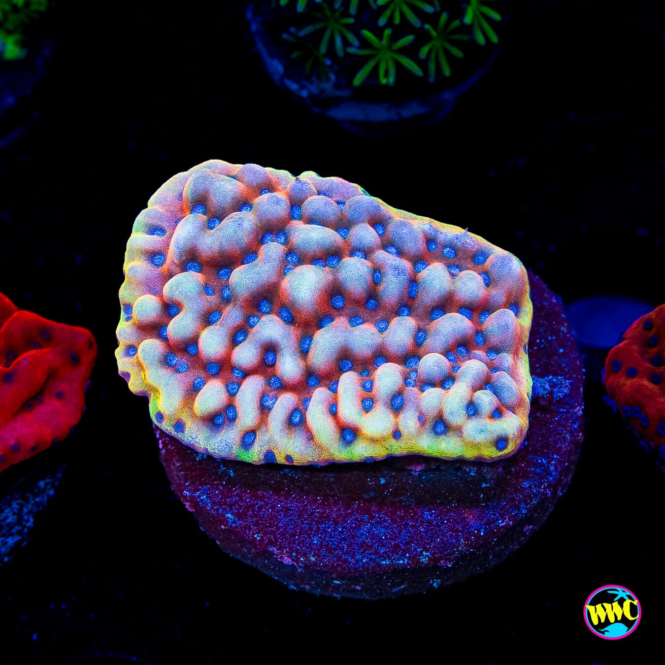 WWC Kung Pow Montipora