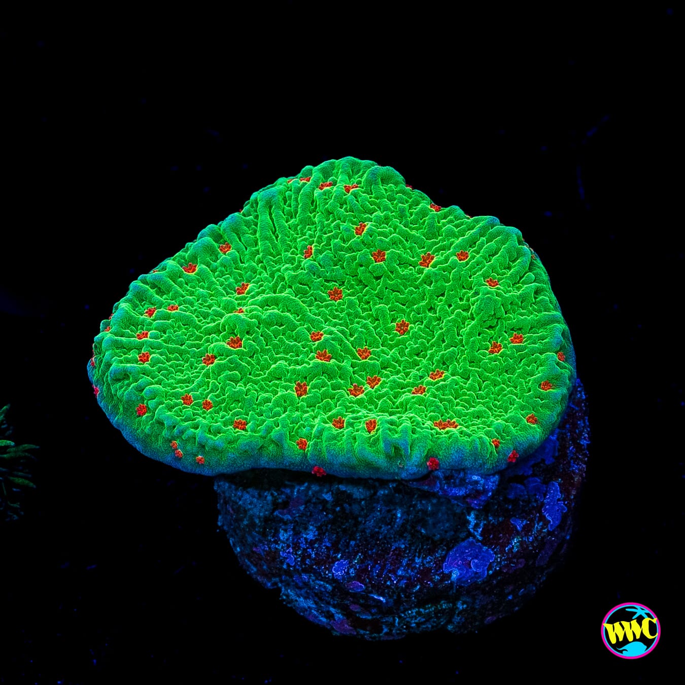 Seasons Greetings Montipora