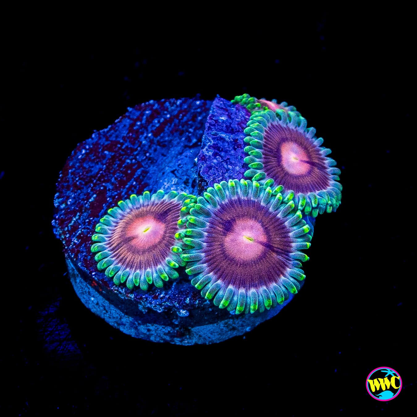 WWC Lucky Kentucky Zoanthids