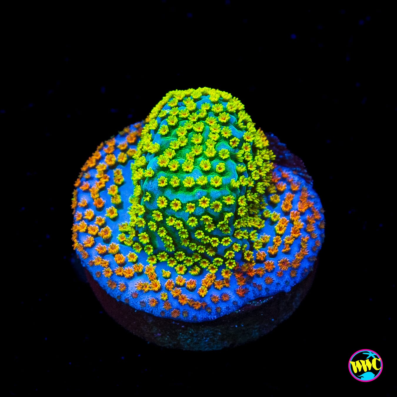 Rainbow Montipora