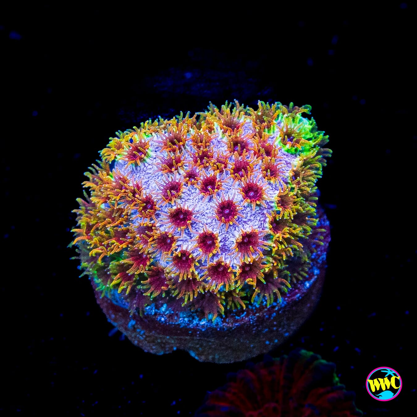 WWC Skittlez Bomb Cyphastrea