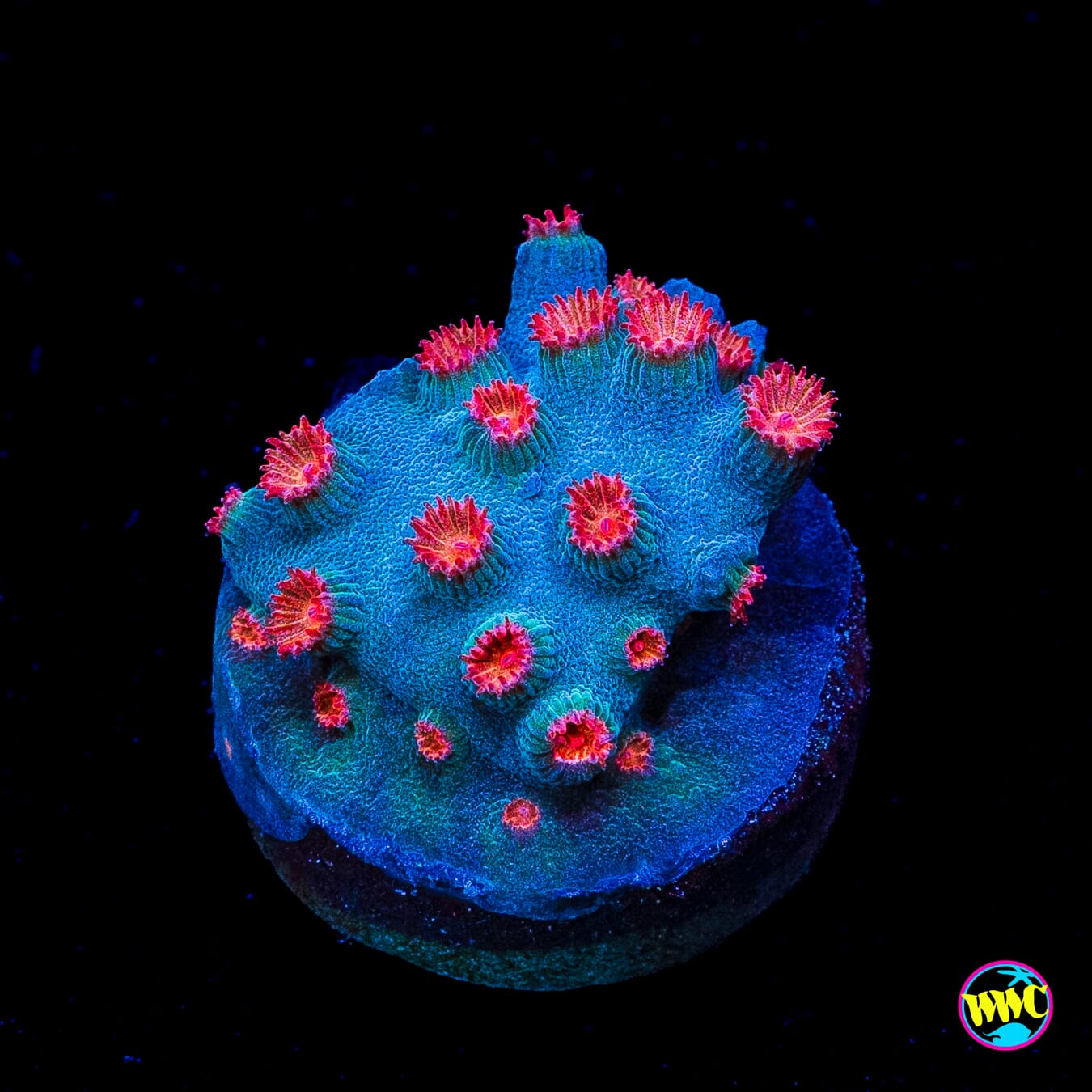 WWC Meteor Shower Cyphastrea