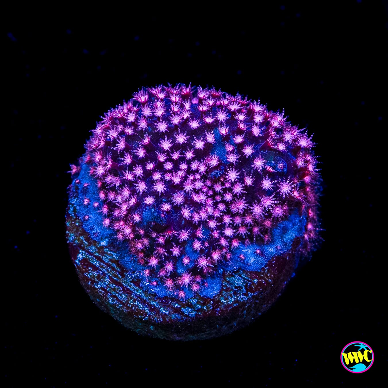 JC Pink Polyp Stylocoeniella
