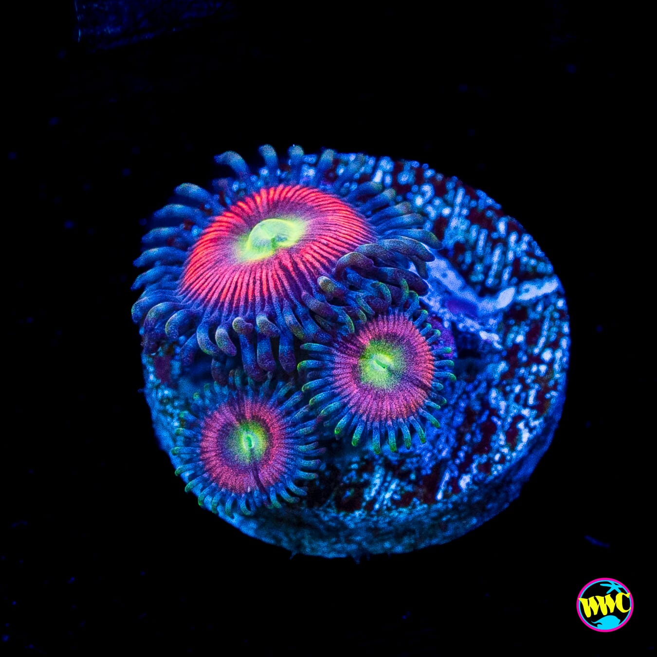 Peacock Pink Zoanthids