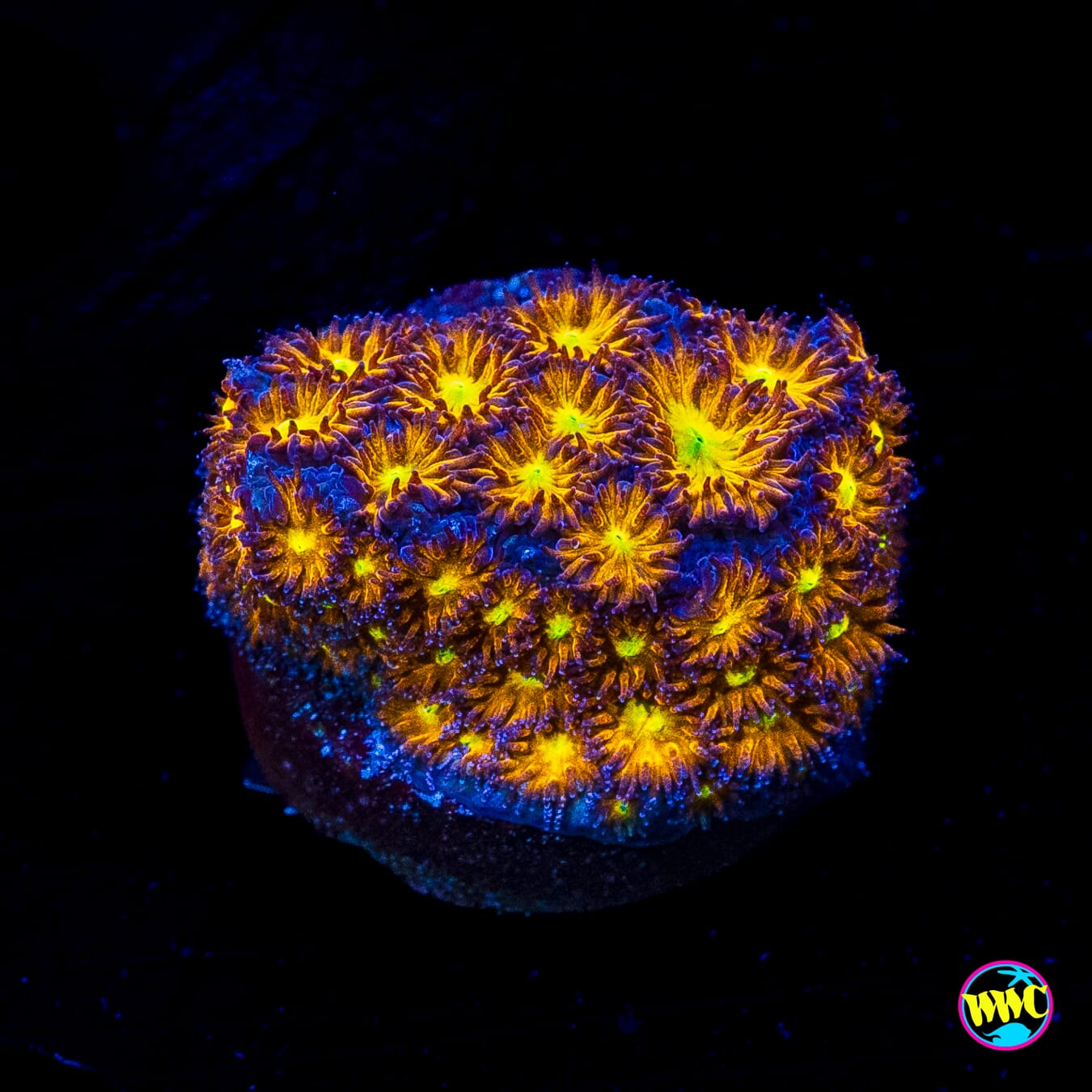 WWC Honeycomb Leptastrea