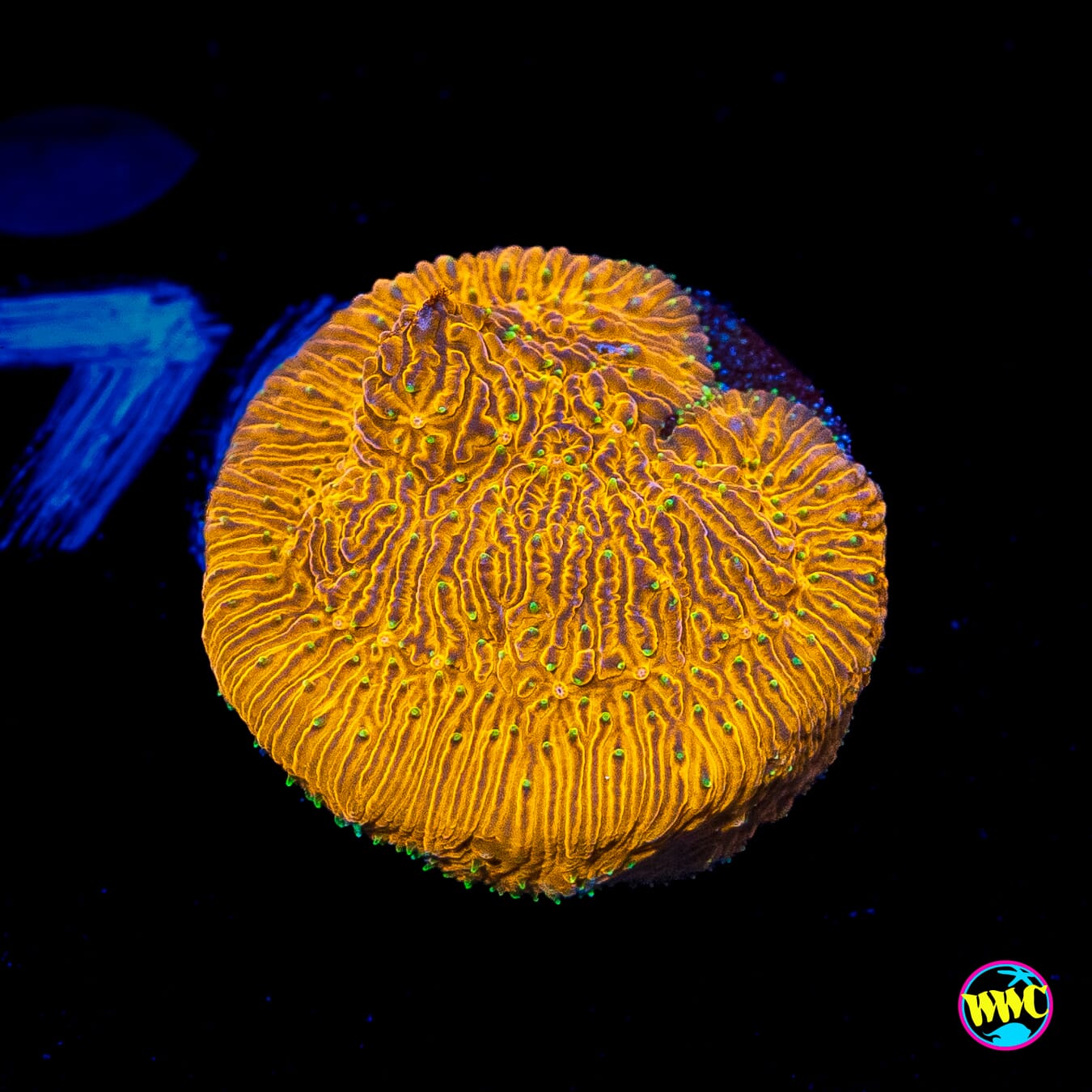 WWC Honeysickle Lithophyllon