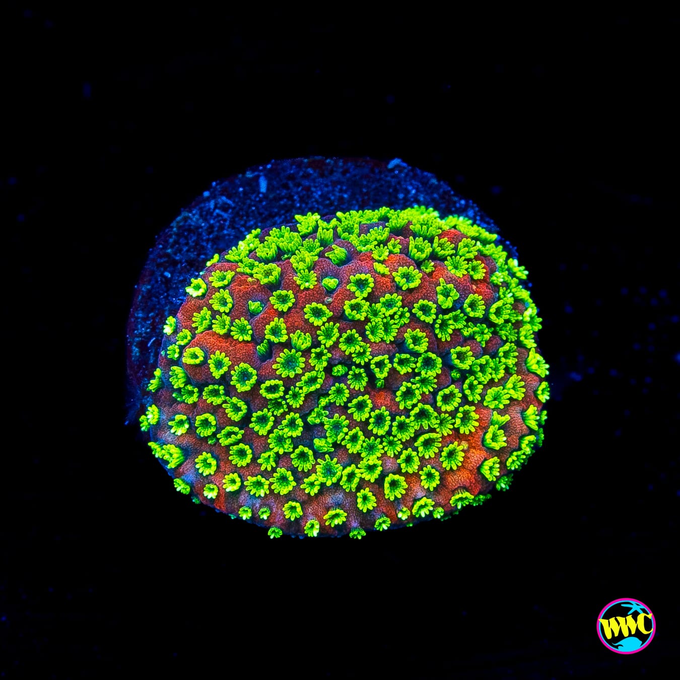 Sunset Montipora
