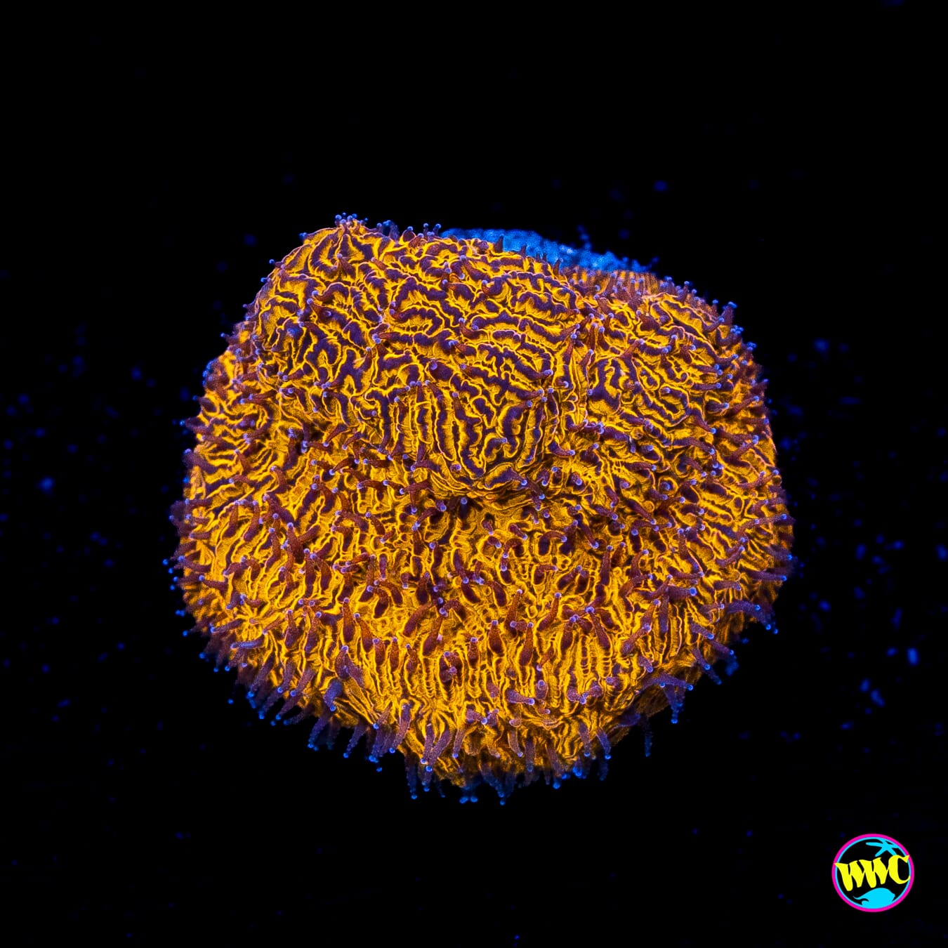 WWC 24K Lithophyllon