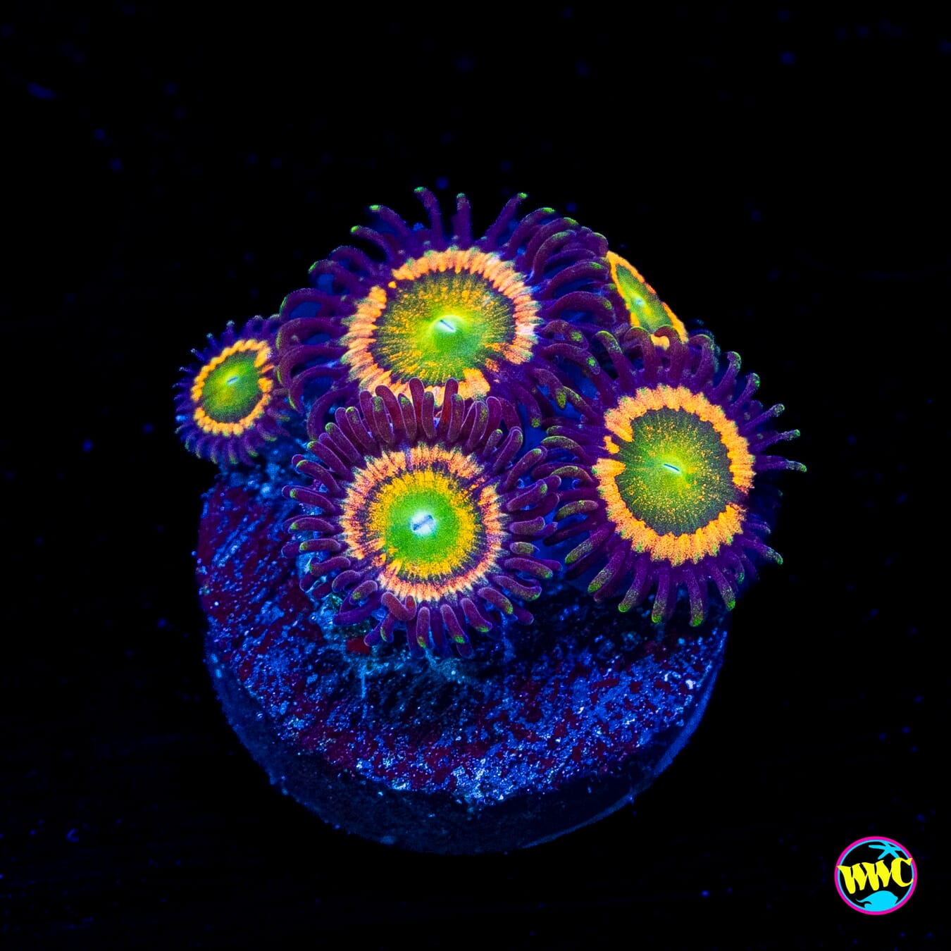 Citrus Cooler Zoanthids