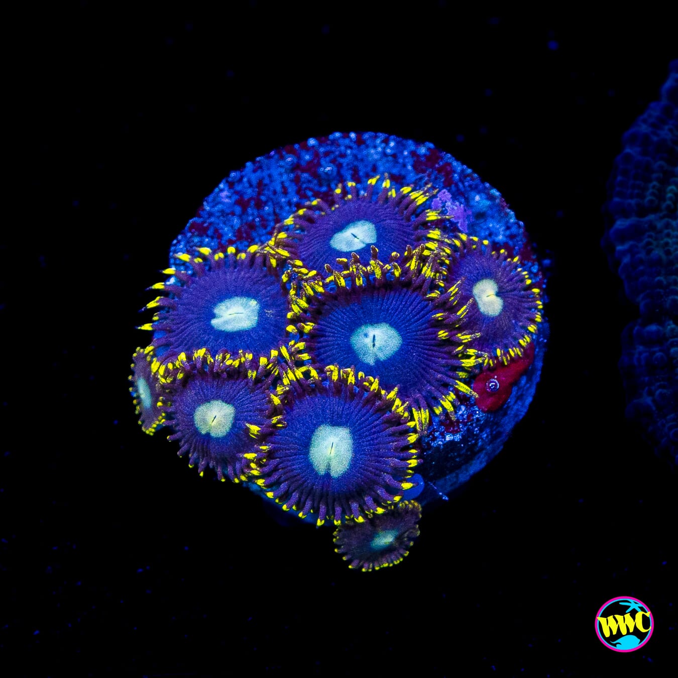 WWC Crown Royal Zoanthids