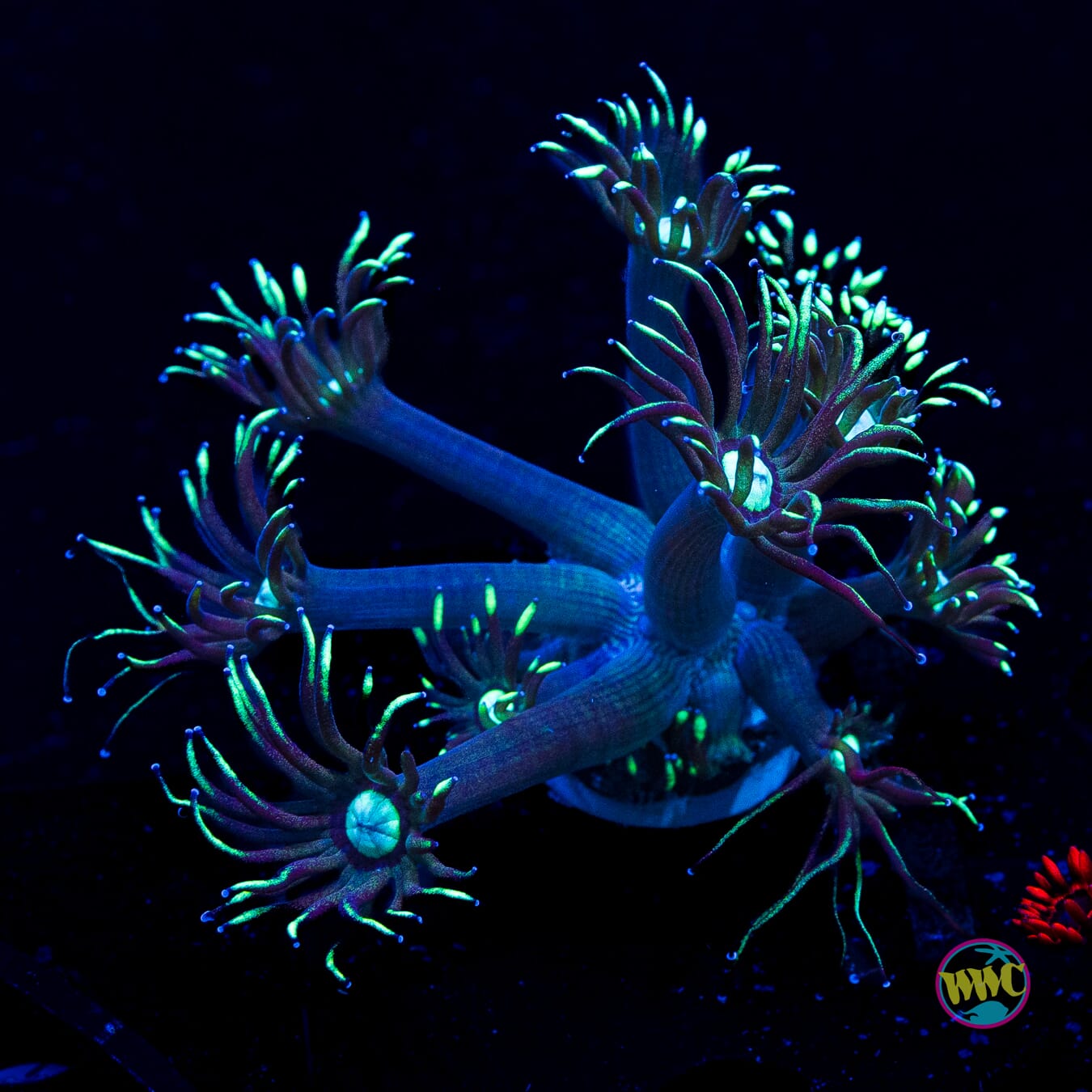 Nightmare Goniopora