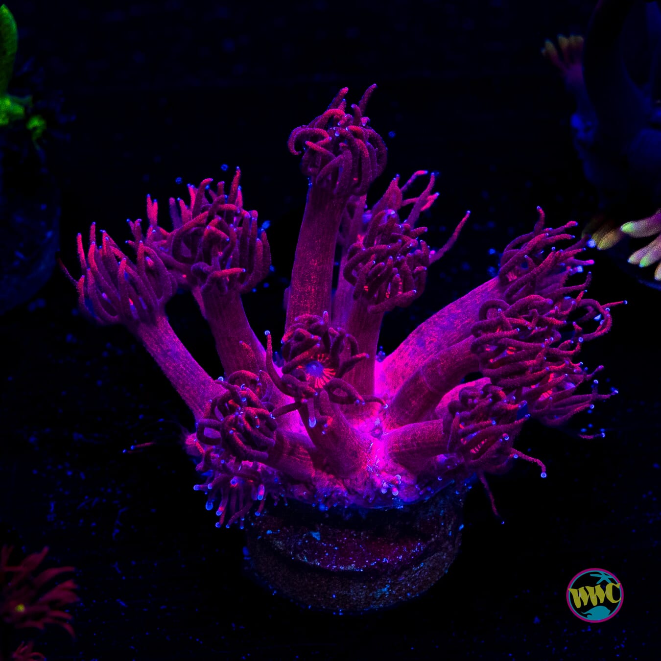 Ruby Red Goniopora