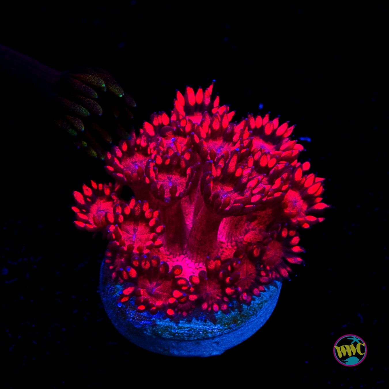 Inferno Goniopora