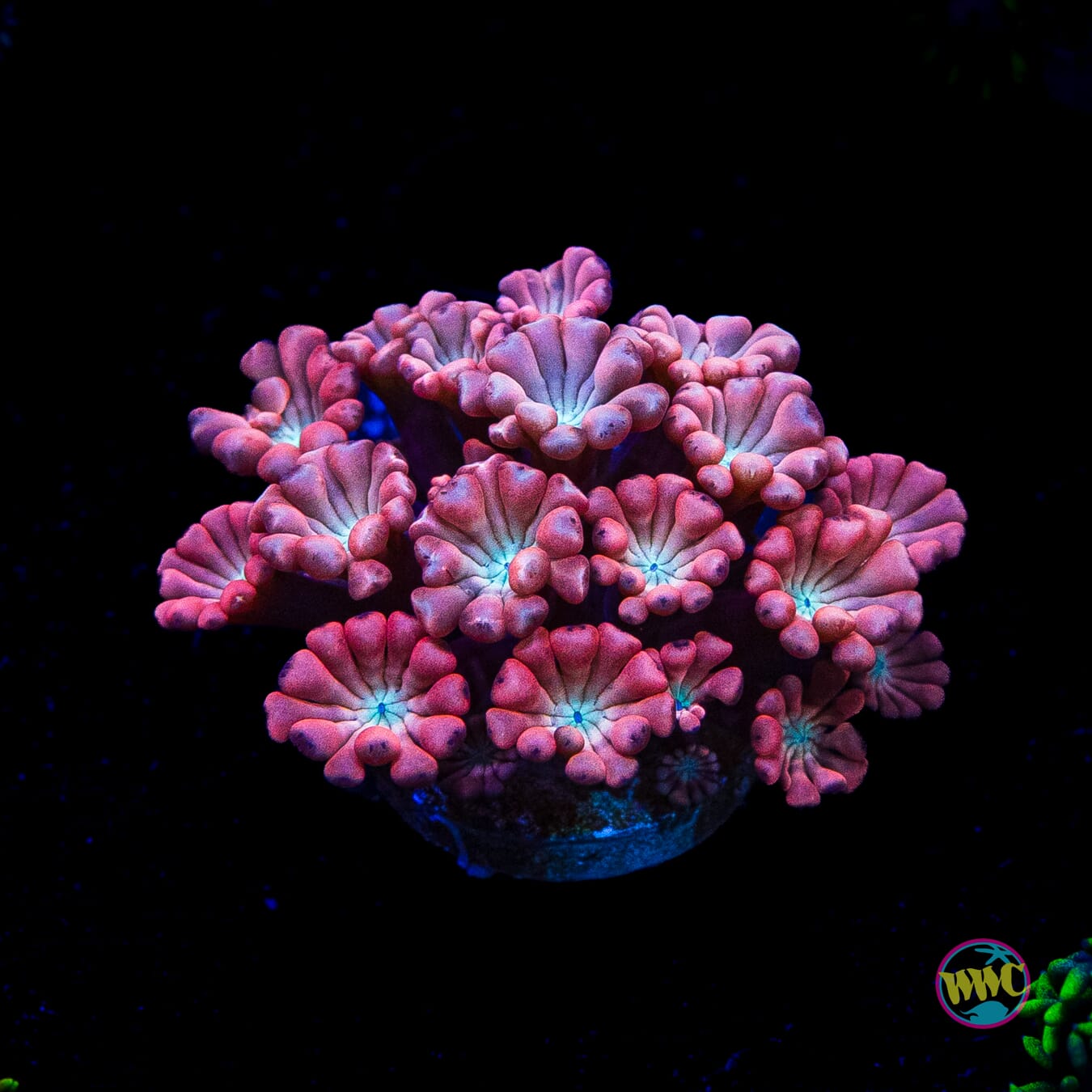 WWC Rose Hologram Alveopora