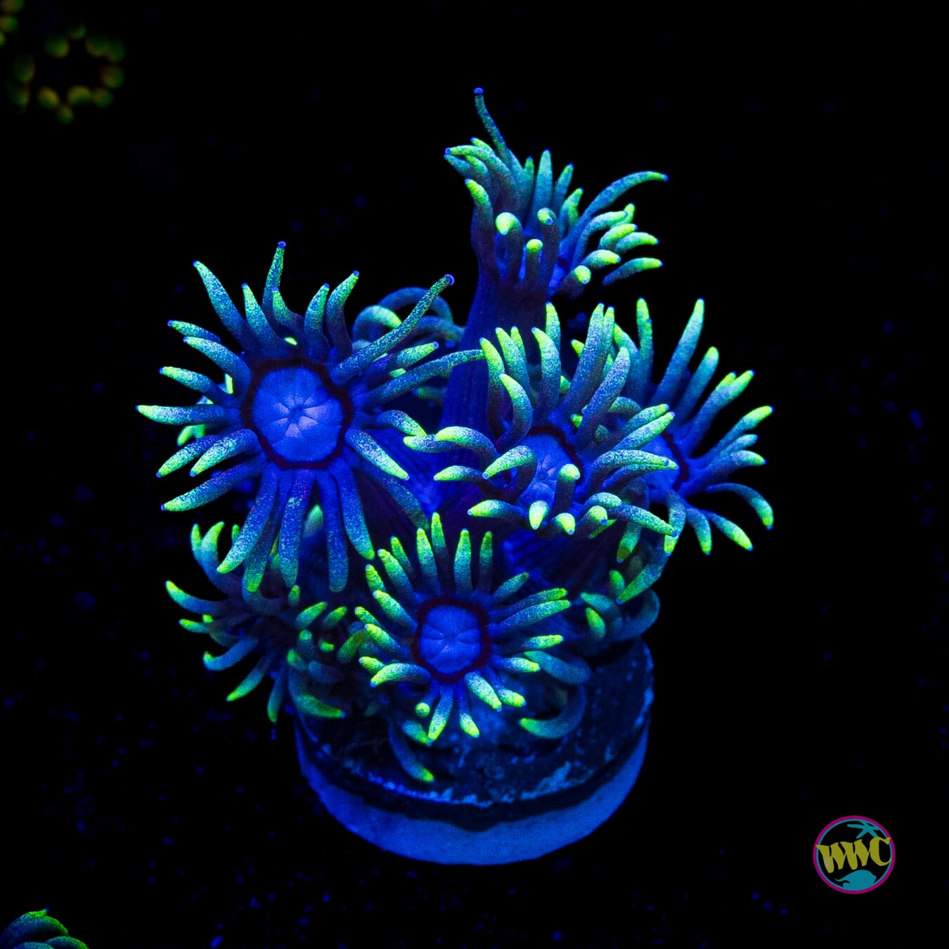 WWC Witches Fingers Goniopora
