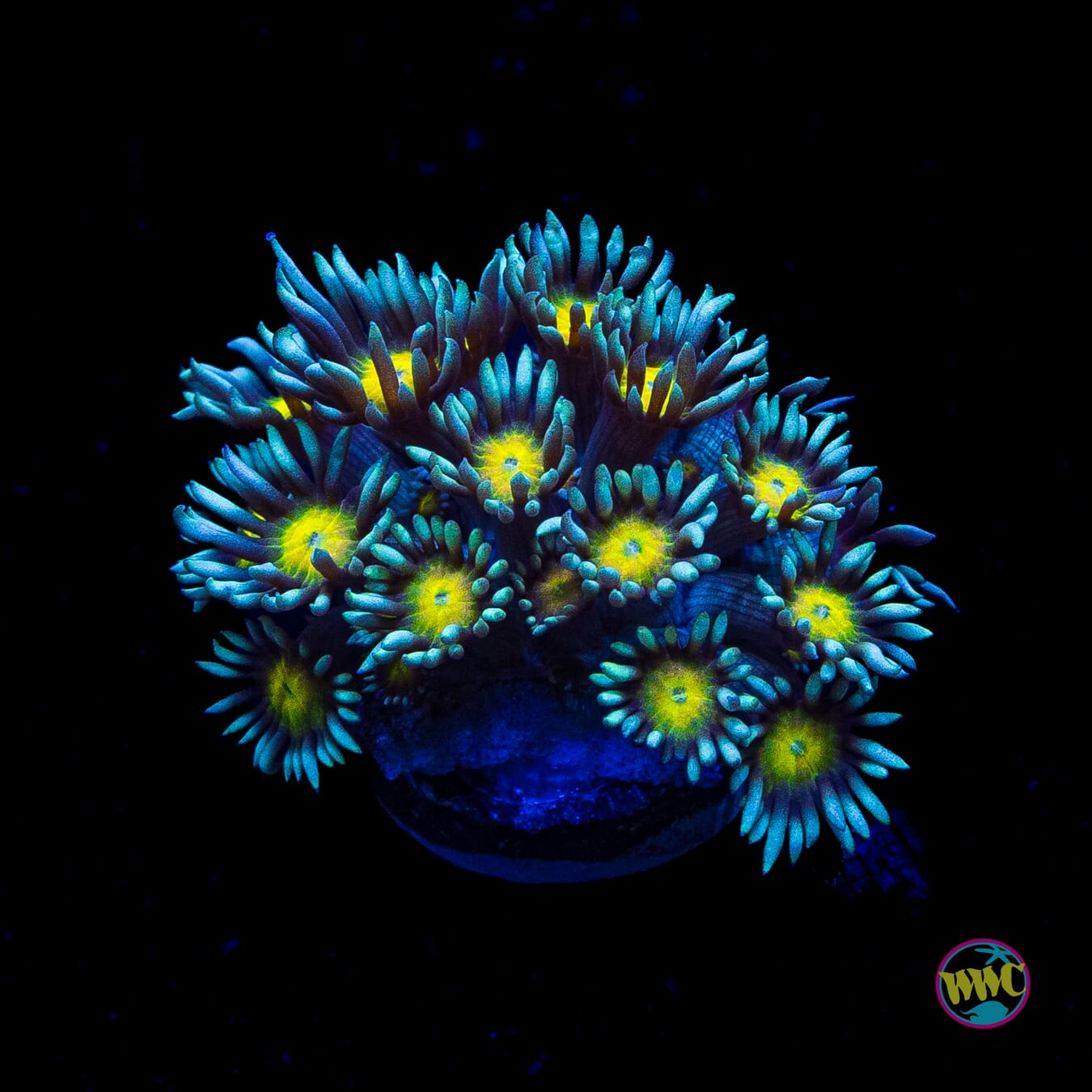 WWC Lemon Head Goniopora