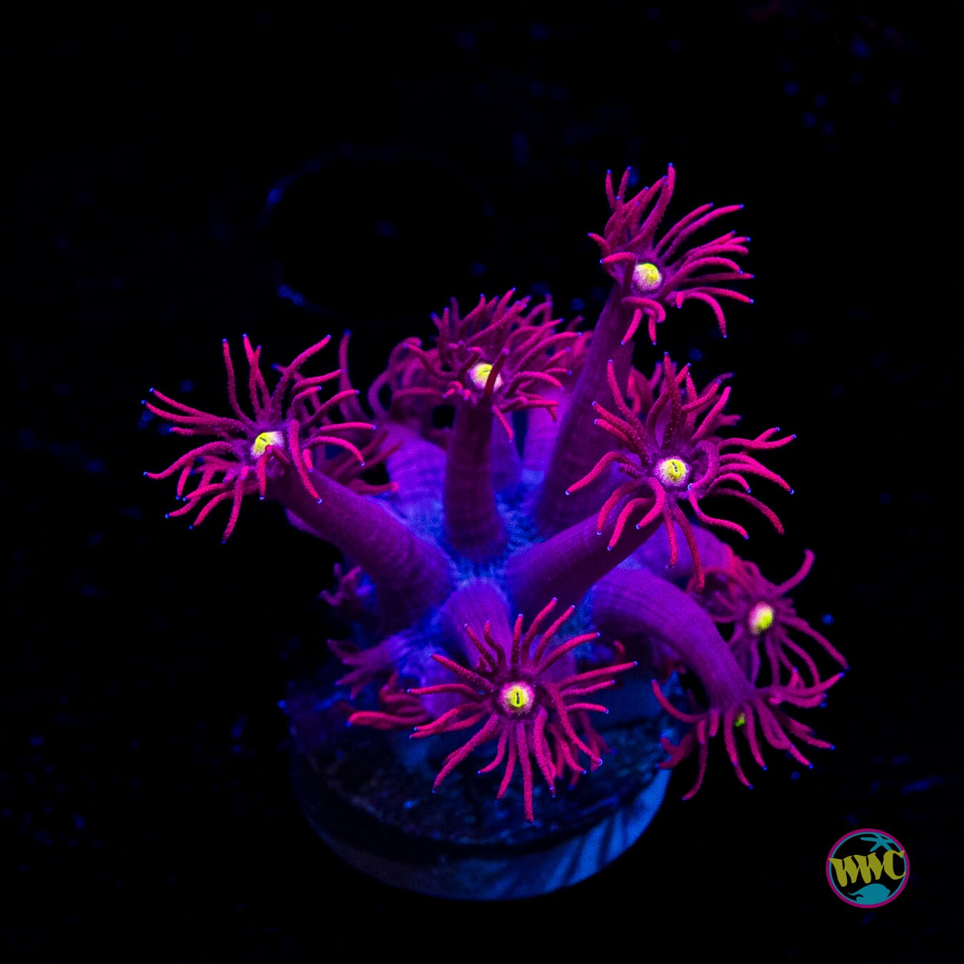 Raspberry Bonkerz Goniopora
