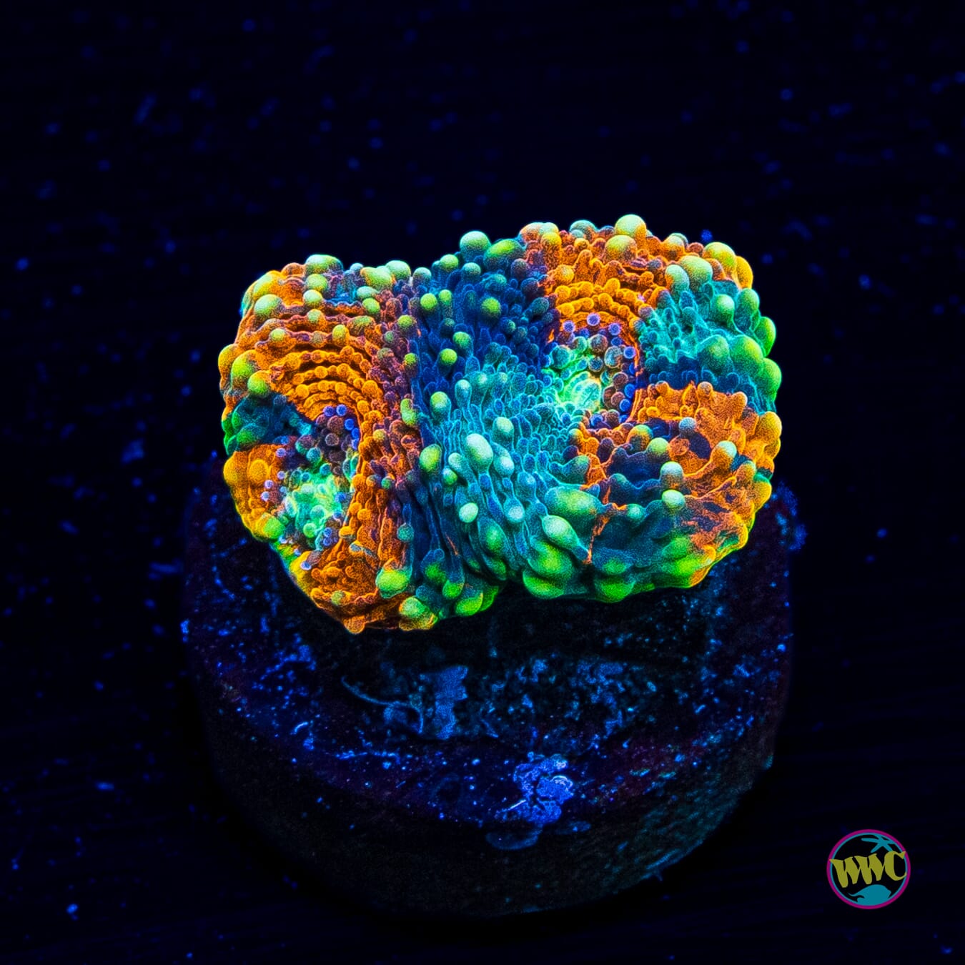 WWC Ahhhmazing Echinata