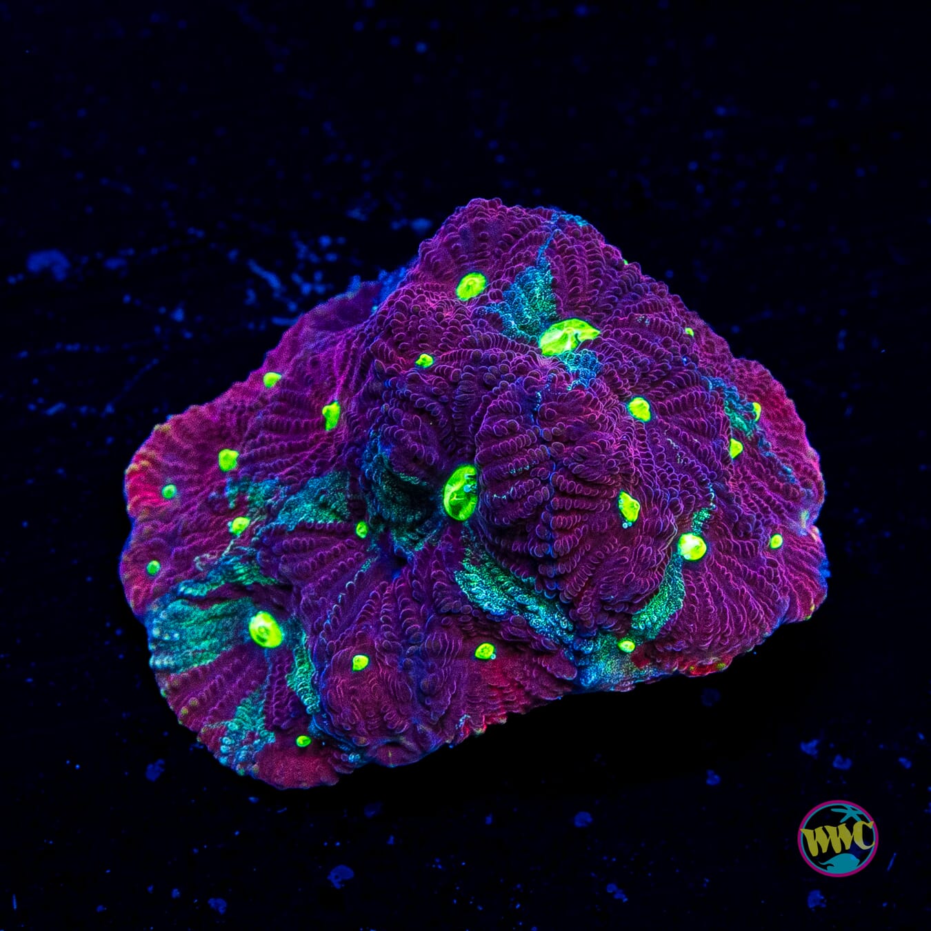 Grafitti War Coral