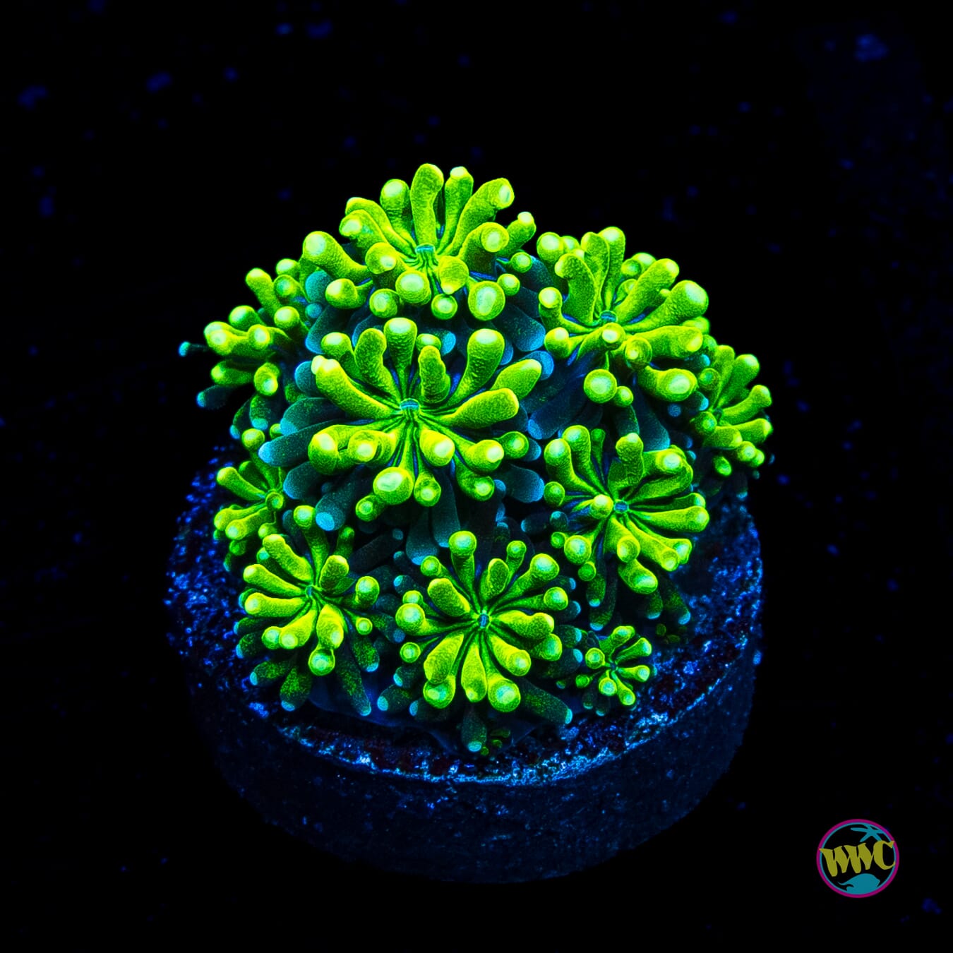WWC Lemonade Galaxea