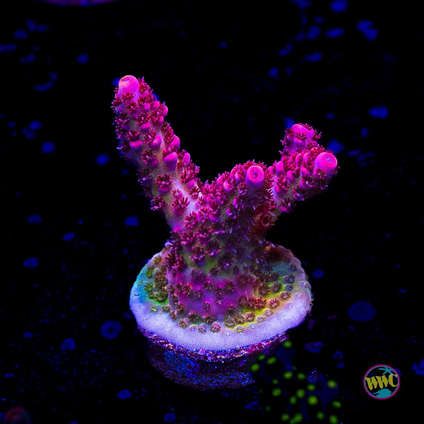 WWC Ruby Runner Acropora
