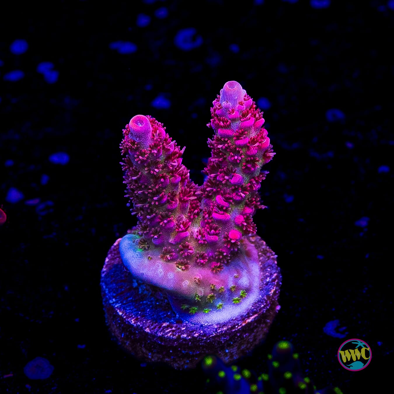 WWC Ruby Runner Acropora