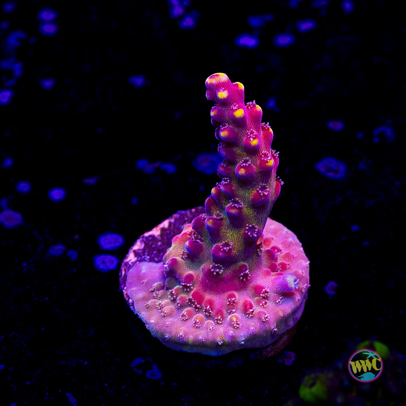 Bali Shortcake Acropora