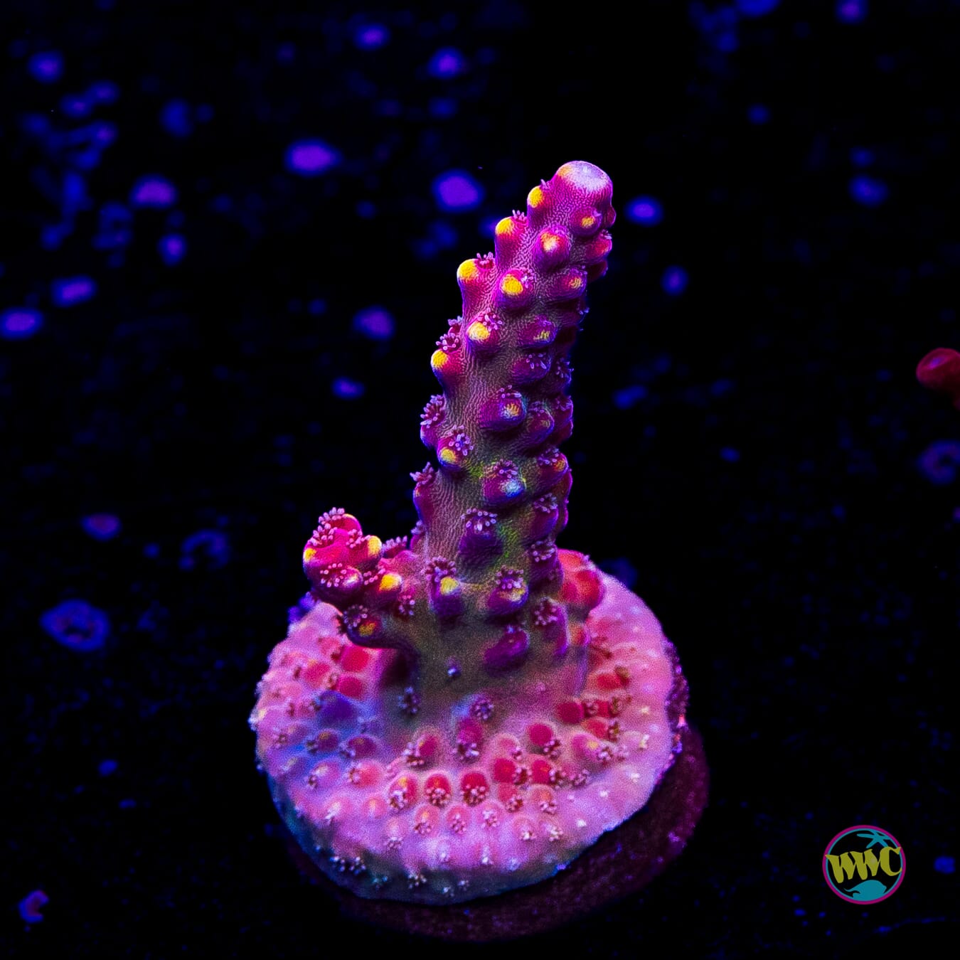 Bali Shortcake Acropora
