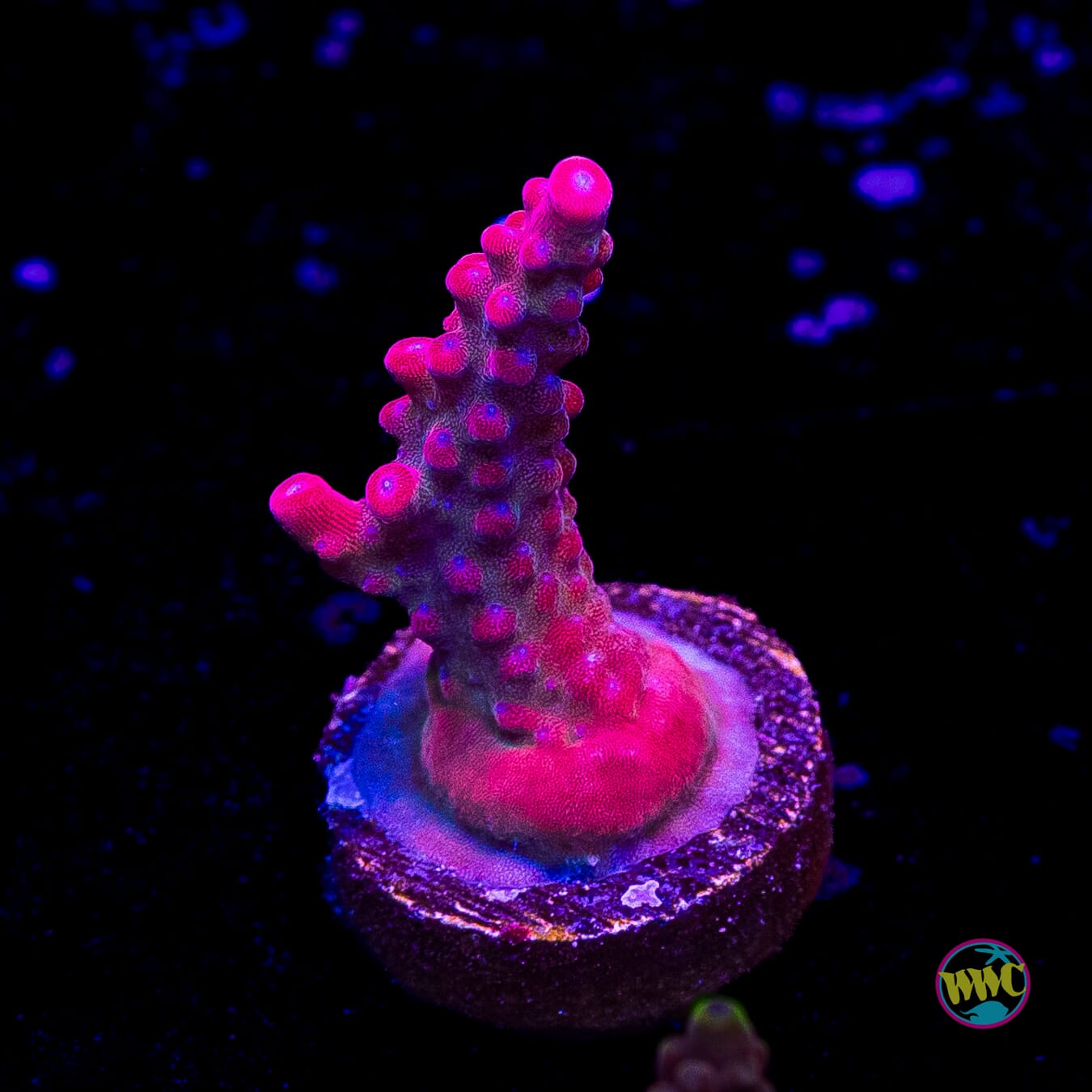 Jason Fox B33 Bomber Acropora